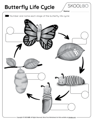 Butterfly Life Cycle - Free Black and White Worksheet Activity for Kids