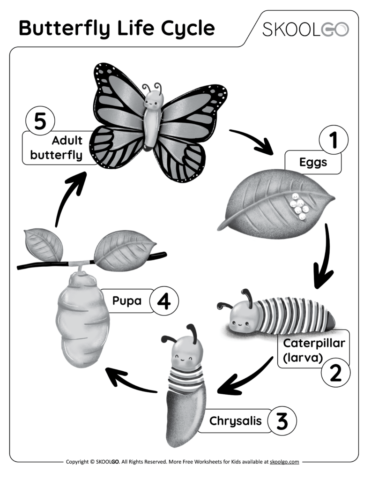 Butterfly Life Cycle - Free Black and White Worksheet for Kids