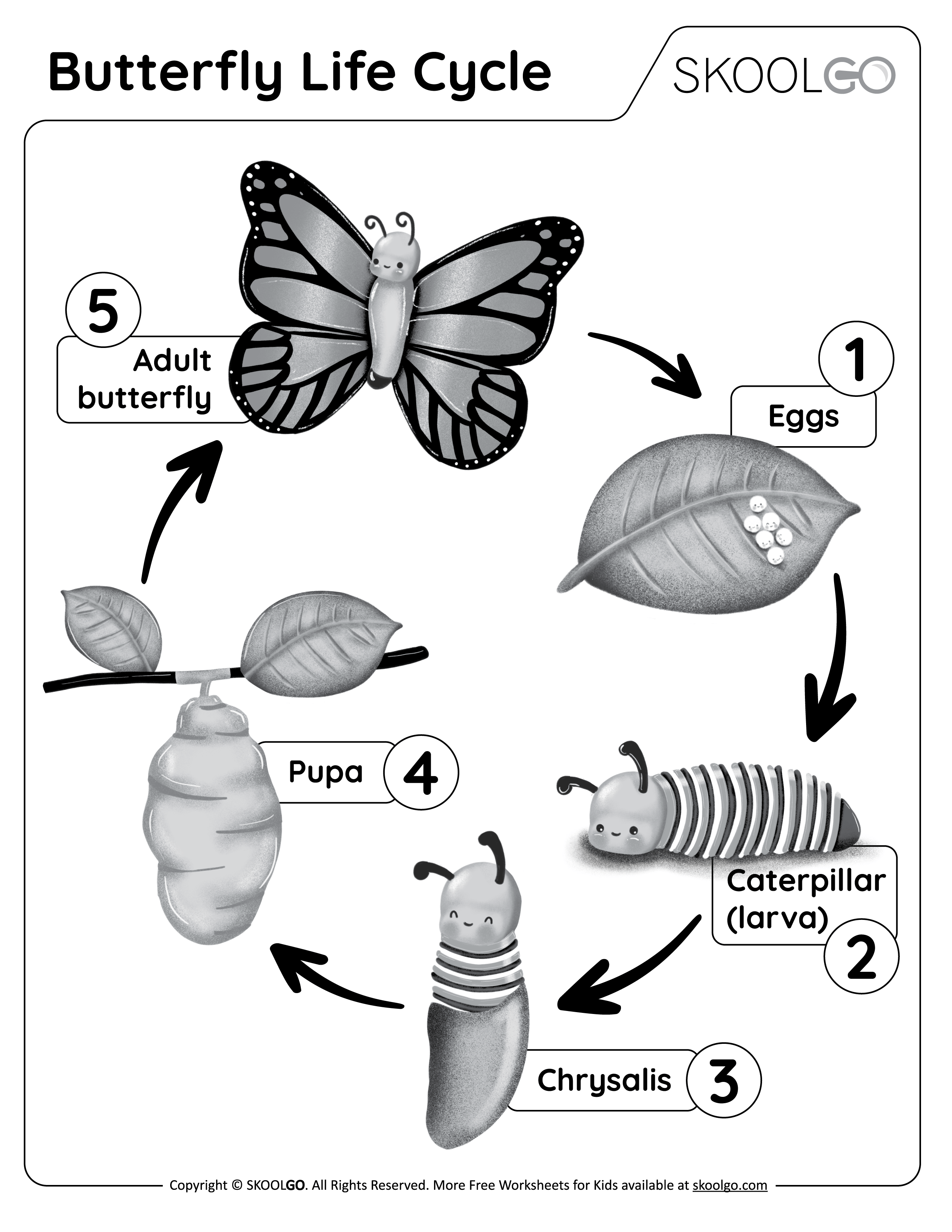 Butterfly Life Cycle - Free Black and White Worksheet for Kids