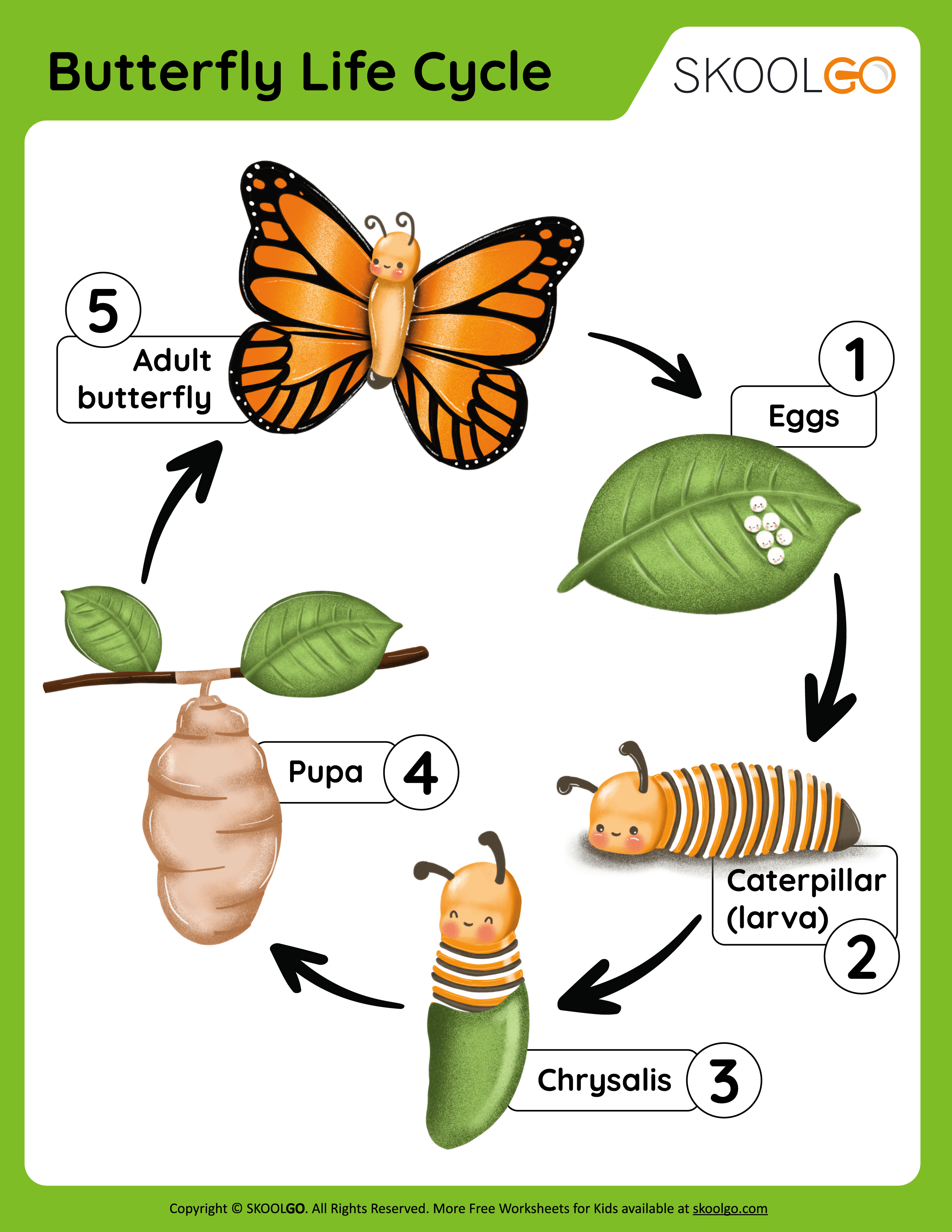 Butterfly Life Cycle - Free Worksheet for Kids