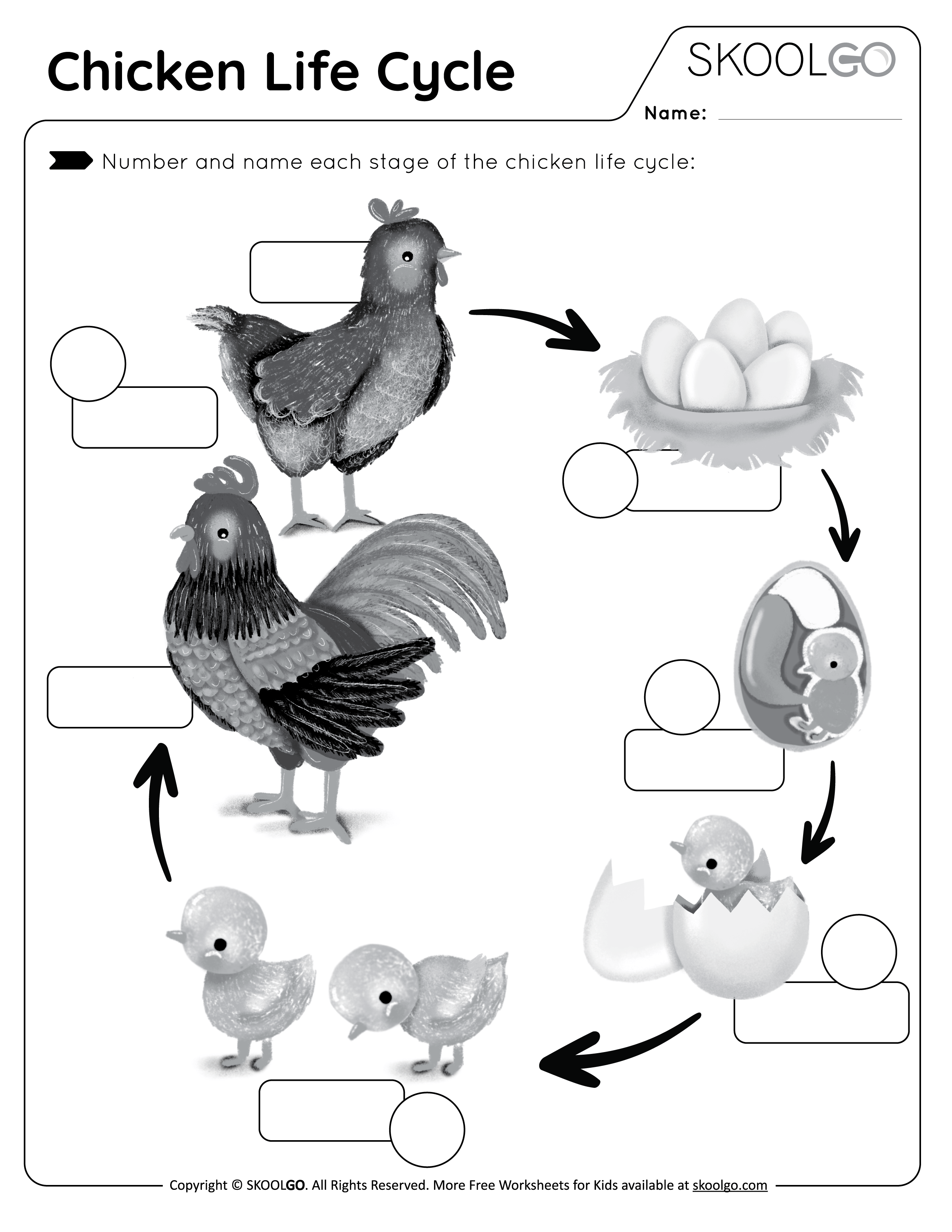 Chicken Life Cycle - Free Black and White Worksheet Activity for Kids