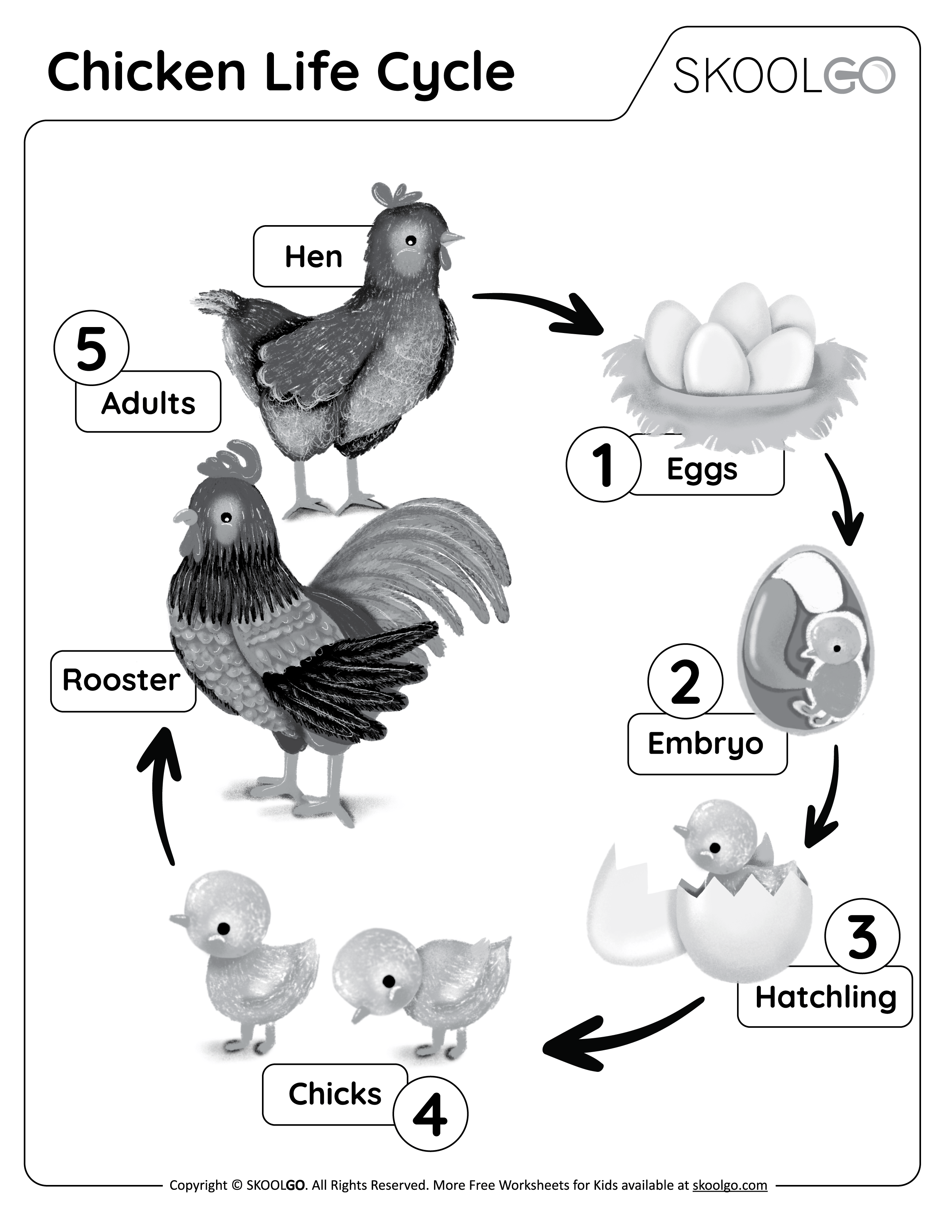 Chicken Life Cycle - Free Black and White Worksheet for Kids