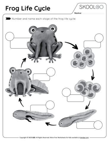 Frog Life Cycle - Free Black and White Worksheet Activity for Kids