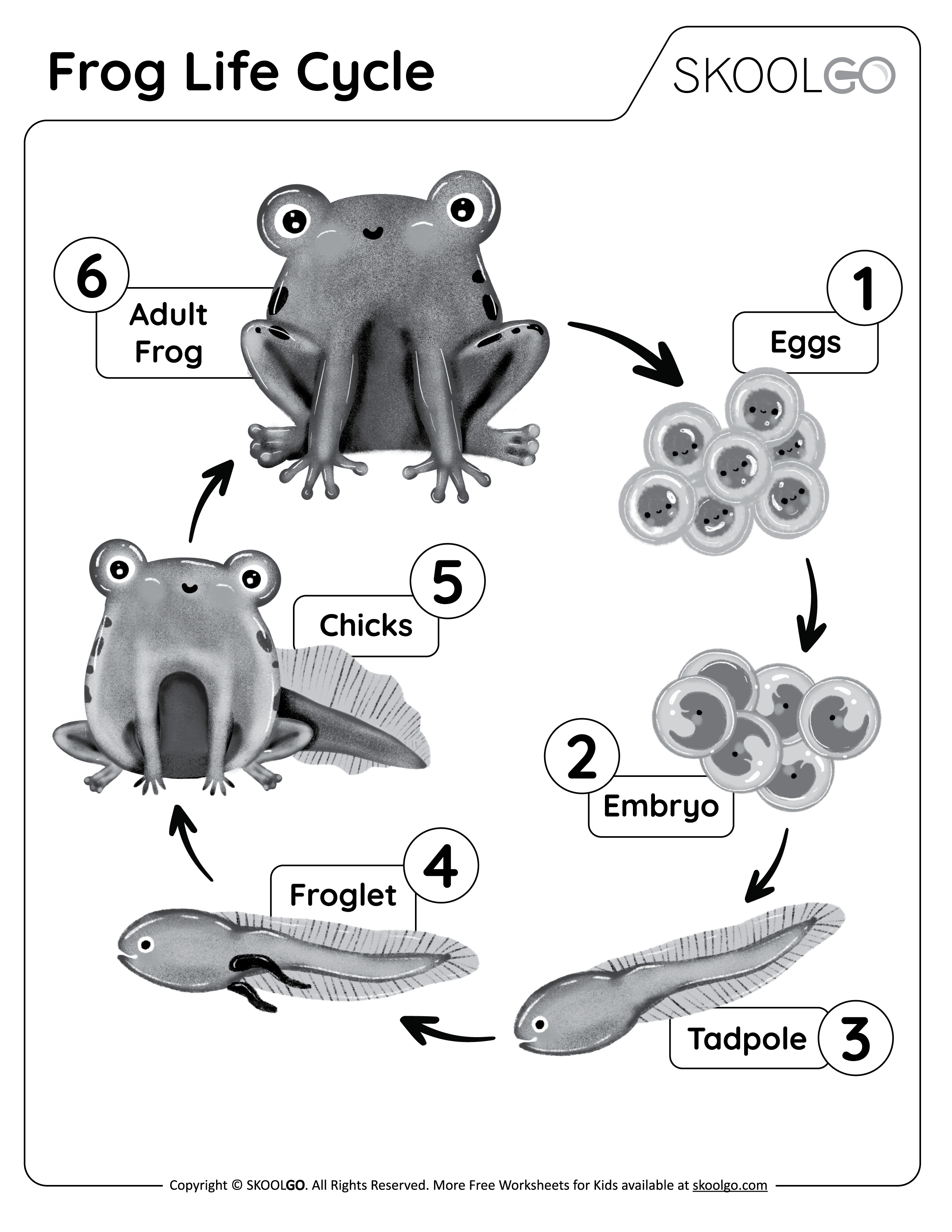Frog Life Cycle - Free Black and White Worksheet for Kids