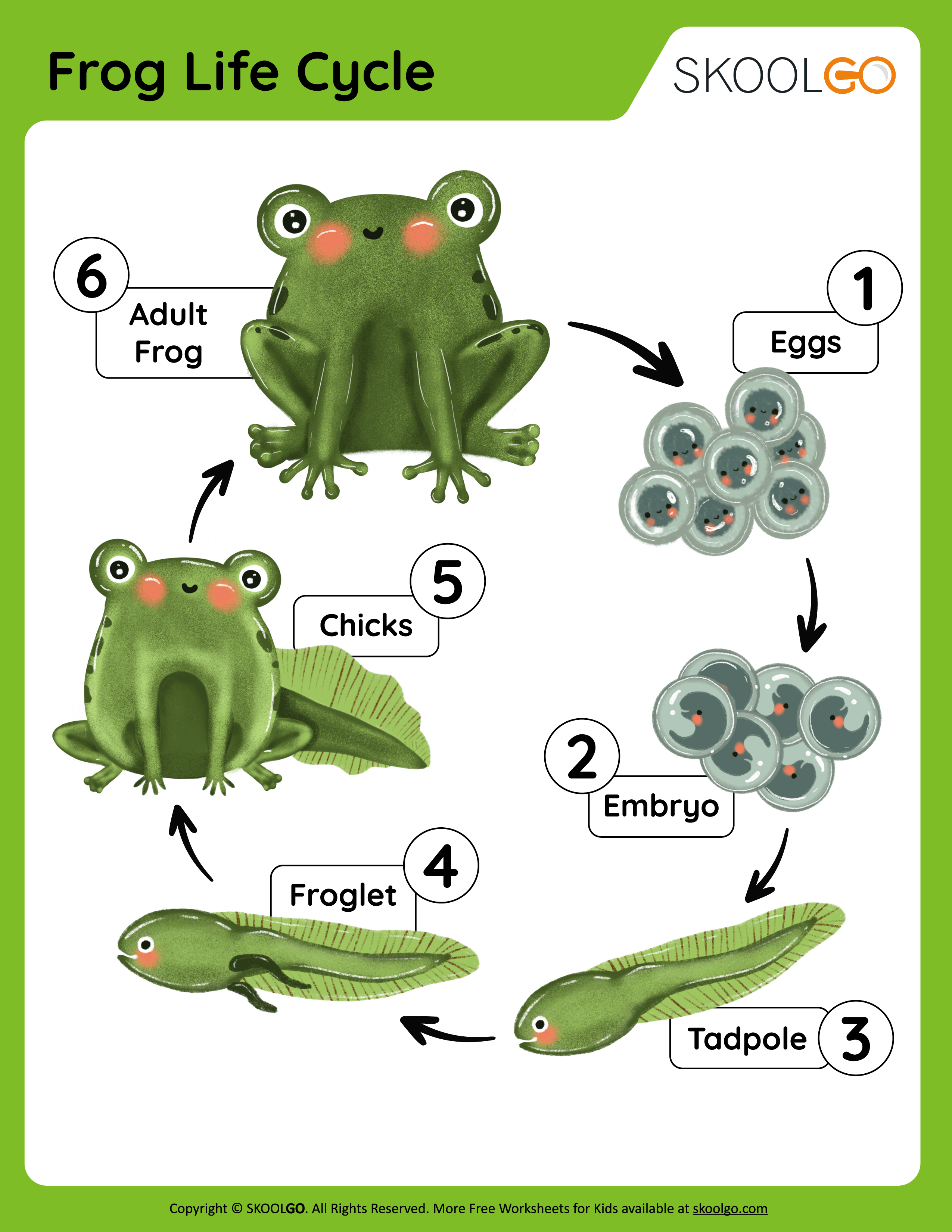 Frog Life Cycle - Free Worksheet for Kids