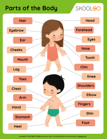 Parts of the Body - Free Worksheet for Kids