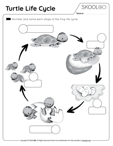 Turtle Life Cycle - Free Black and White Worksheet Activity for Kids