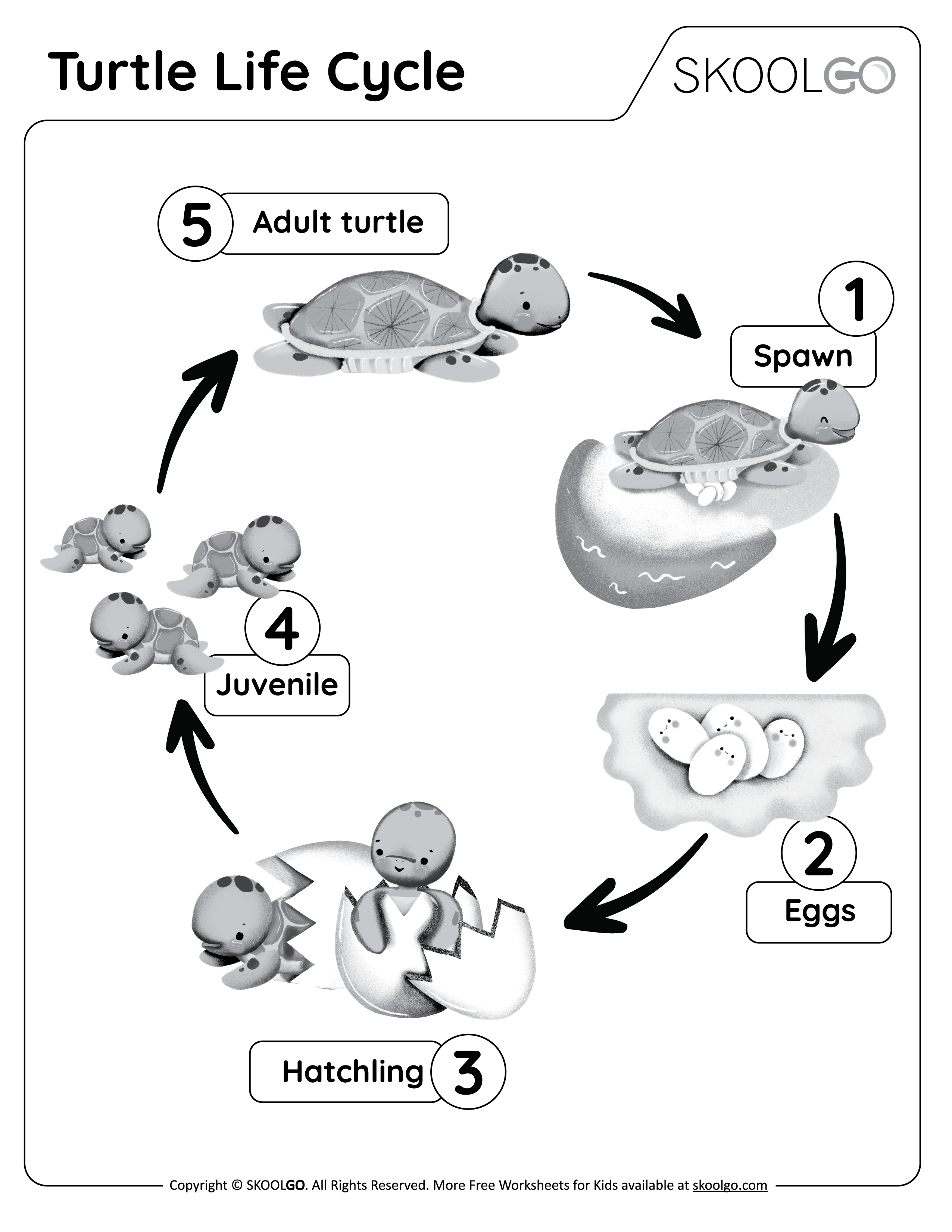 Turtle Life Cycle - Free Black and White Worksheet for Kids