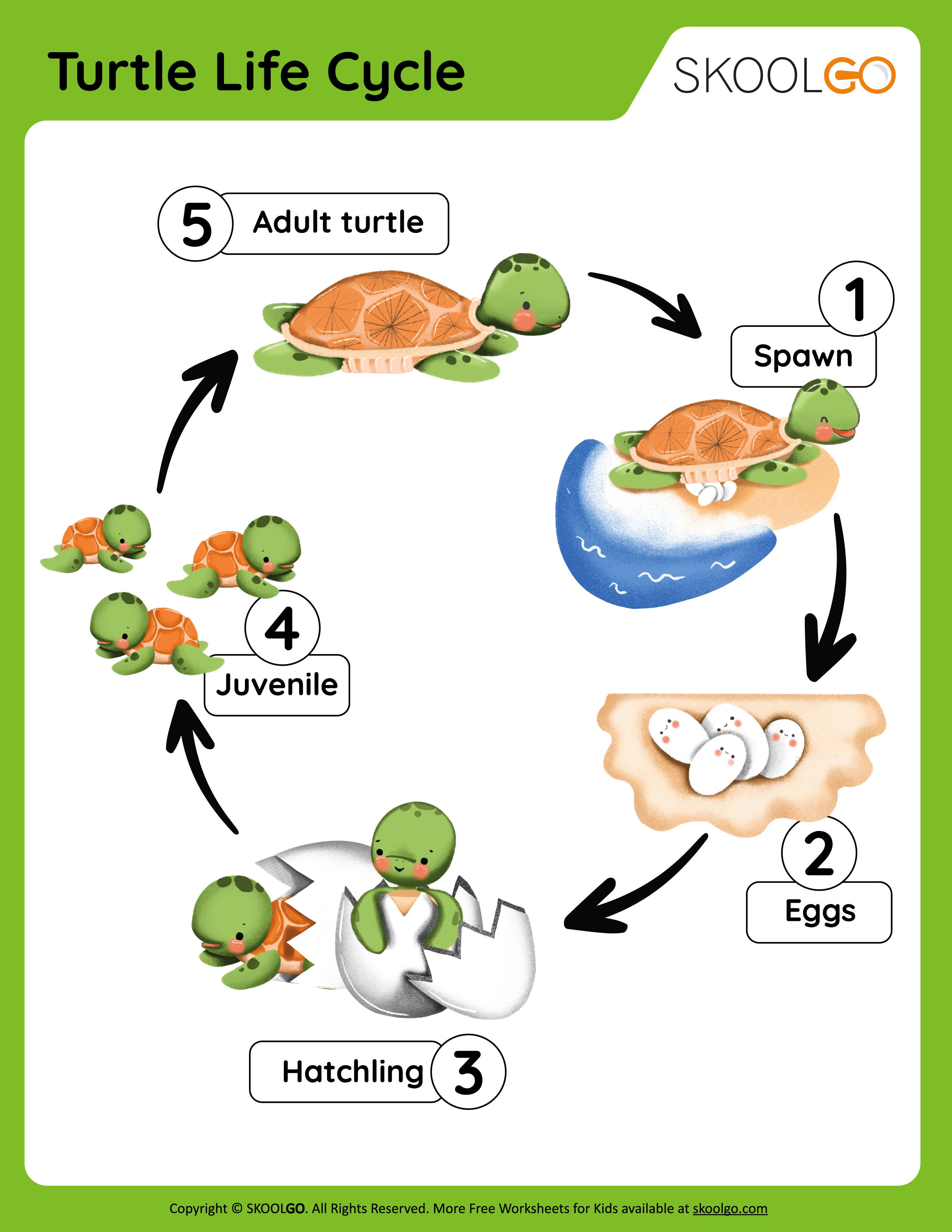 Turtle Life Cycle - Free Worksheet for Kids