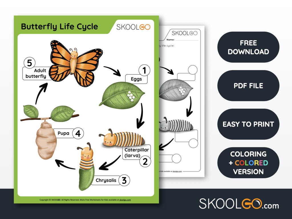 Free Worksheet for Kids - Butterfly Life Cycle - SKOOLGO
