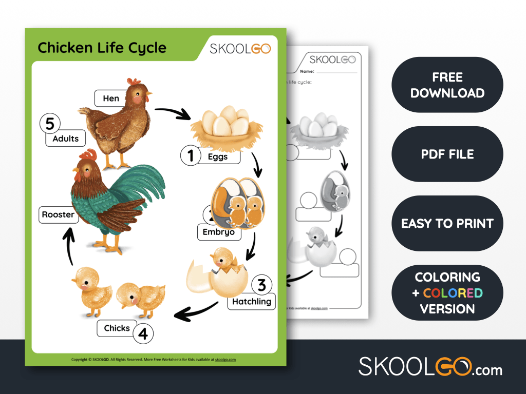 Free Worksheet for Kids - Chicken Life Cycle - SKOOLGO