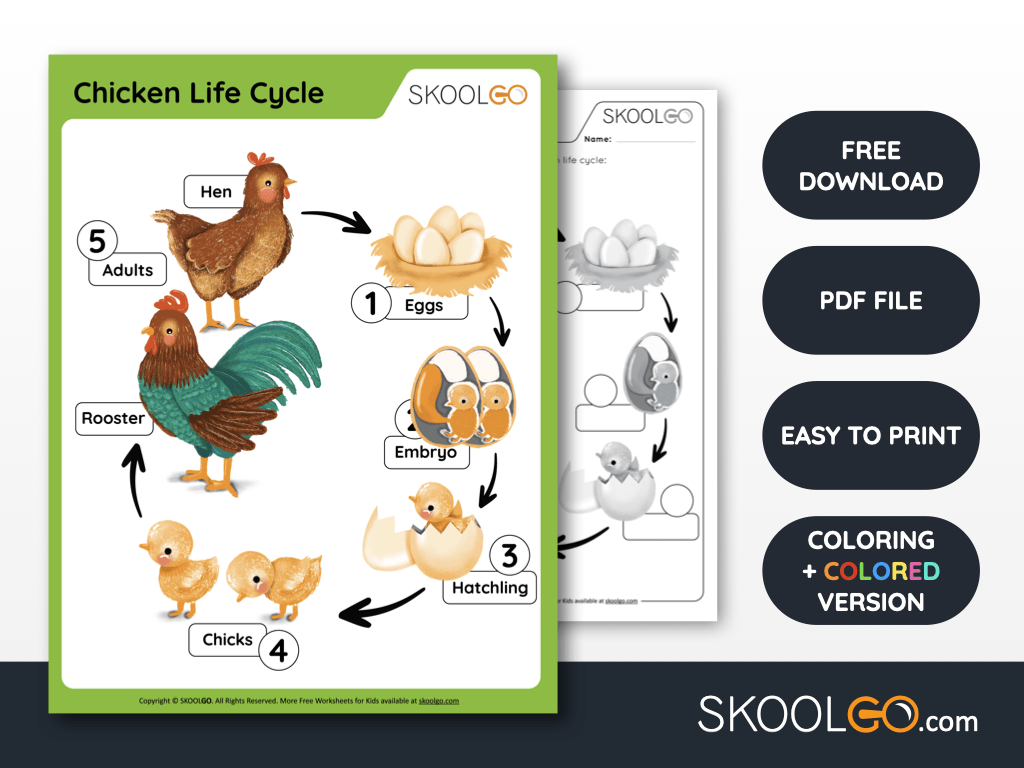 Plastic Animal Chicken Life Cycle Growth Stages Educational Learning