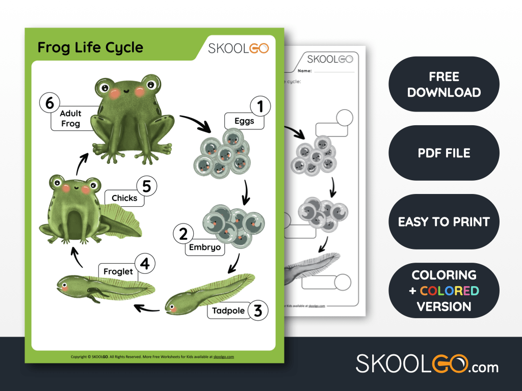 Free Worksheet for Kids - Frog Life Cycle - SKOOLGO