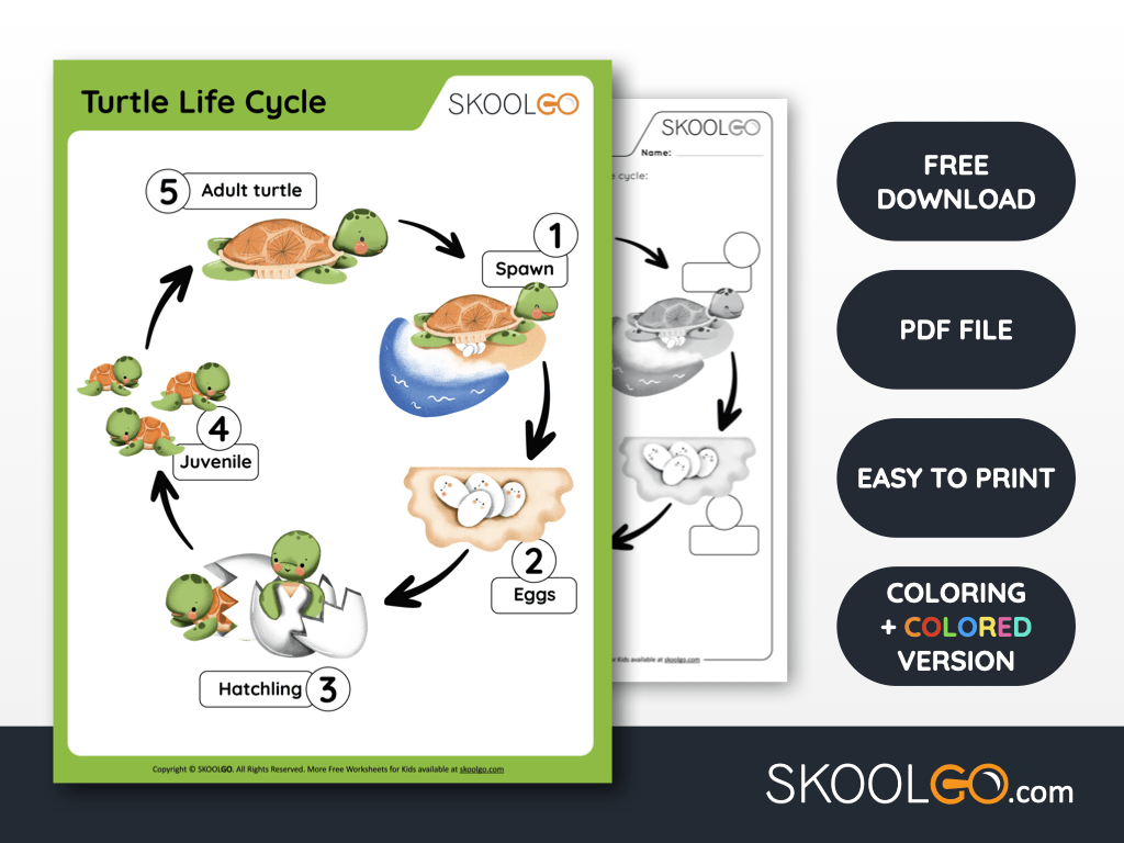 Free Worksheet for Kids - Turtle Life Cycle - SKOOLGO