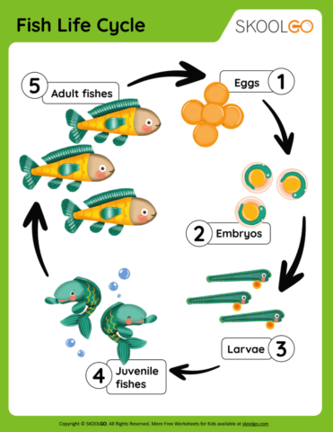 Fish Life Cycle - Free Worksheet for Kids