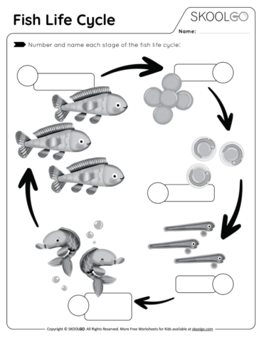 Fish Life Cycle - Free Worksheet for Kids - Activity
