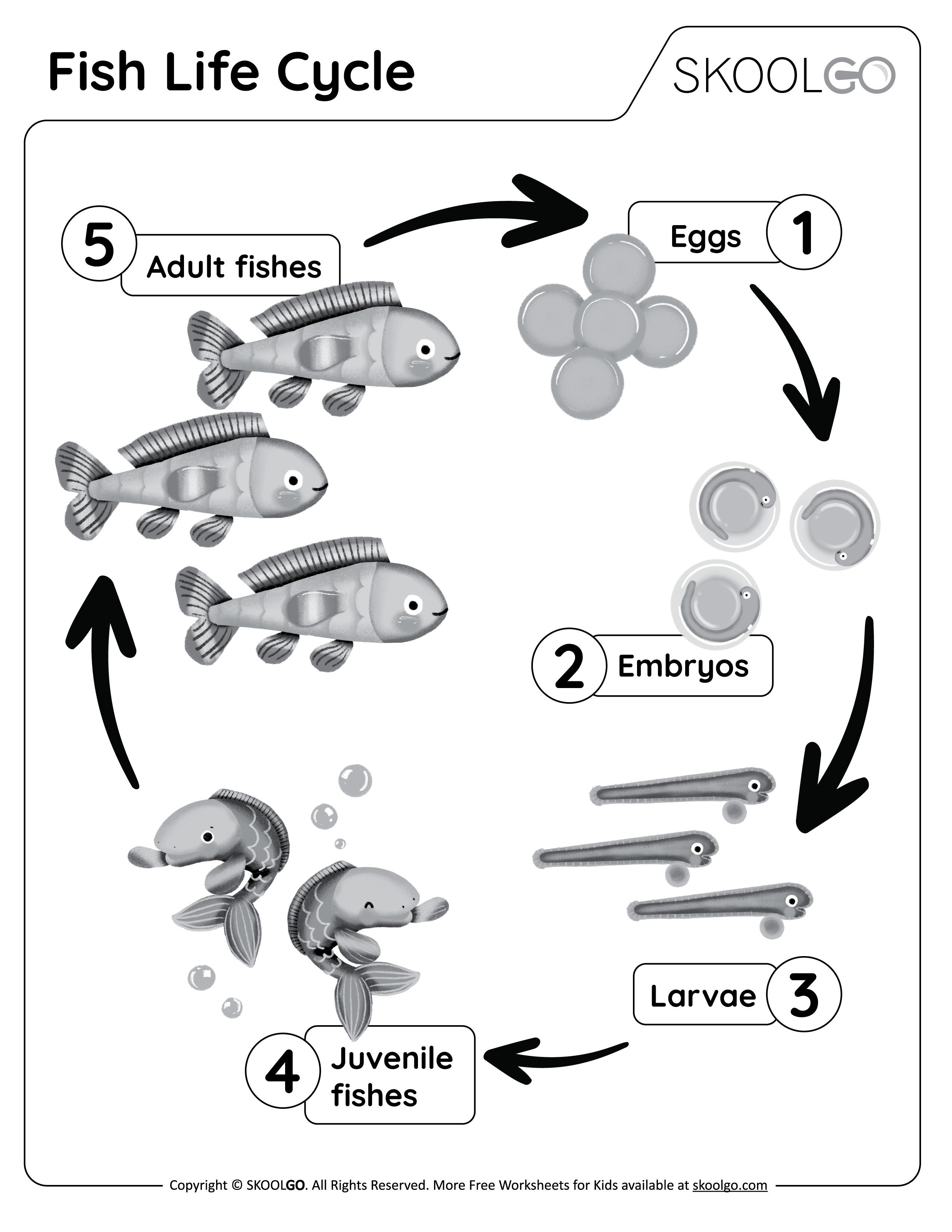 Fish Life Cycle - Free Worksheet for Kids - Black and White