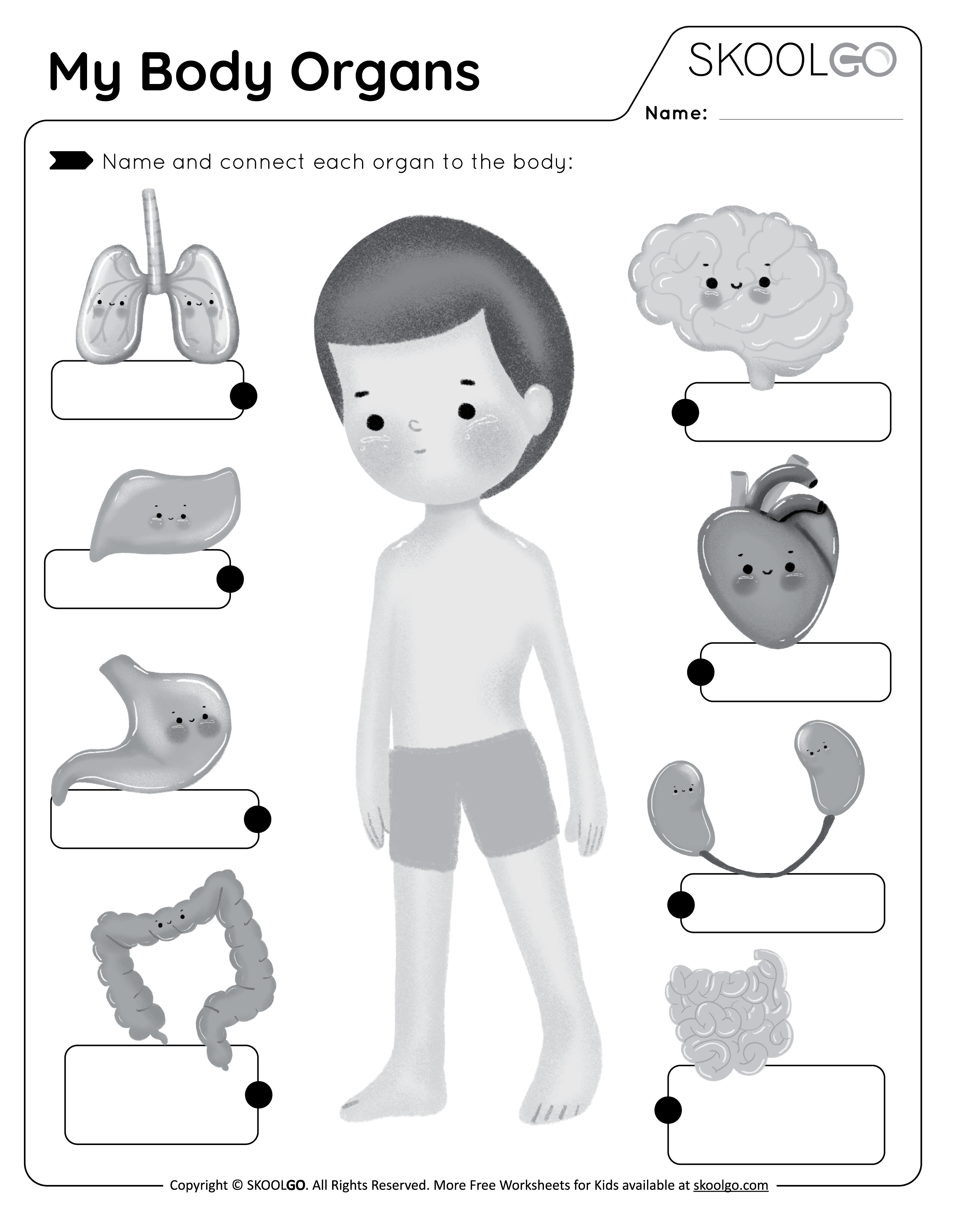 My Body Organs - Free Worksheet for Kids - Activity