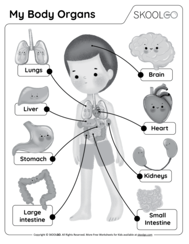 My Body Organs - Free Worksheet for Kids - Black and White