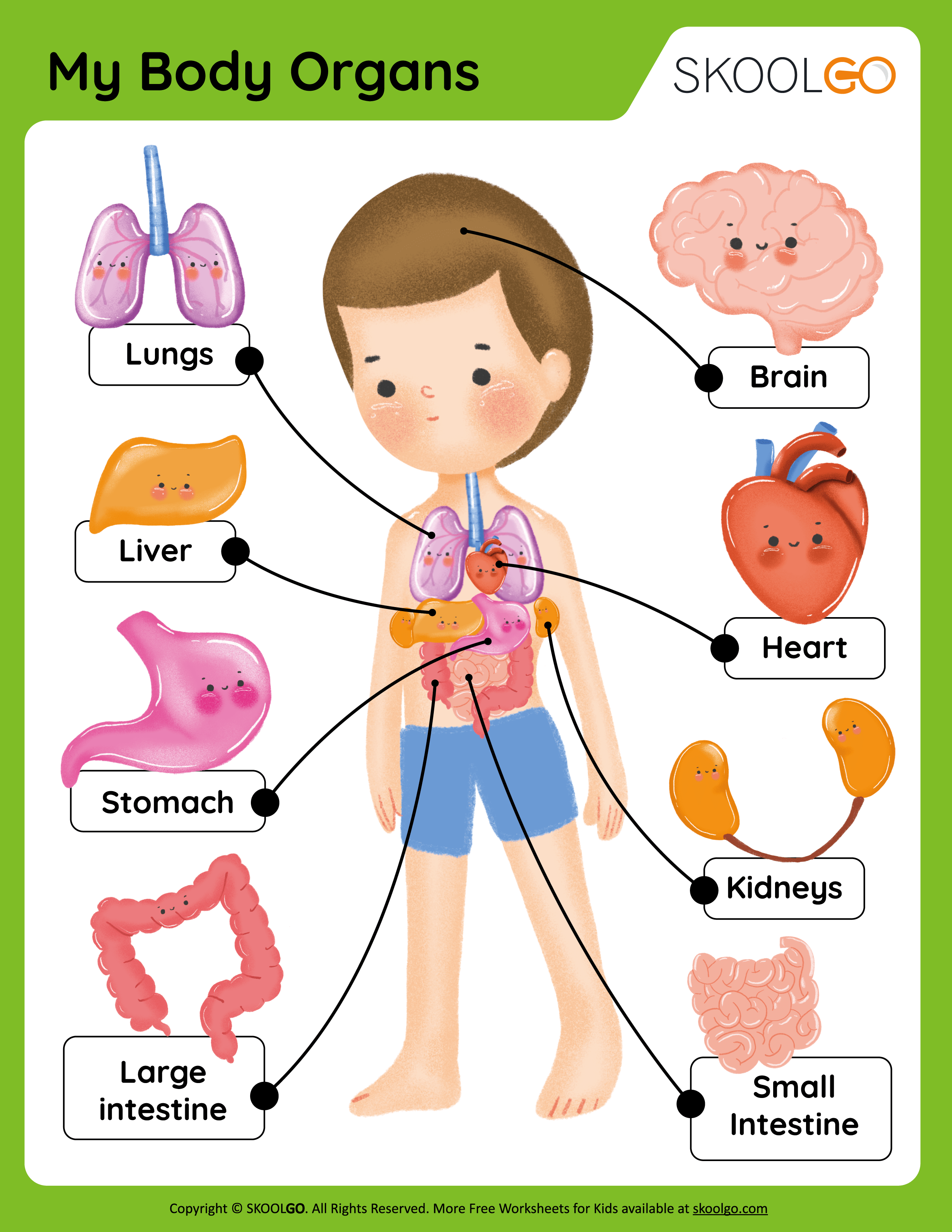 My Body Organs - Free Worksheet for Kids
