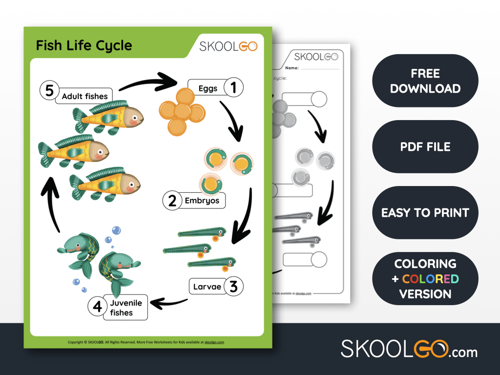 Free Worksheet for Kids - Fish Life Cycle - SKOOLGO