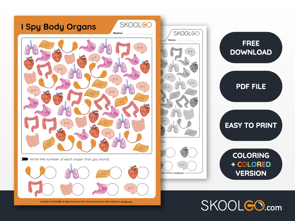 Free Worksheet for Kids - I Spy Body Organs - SKOOLGO