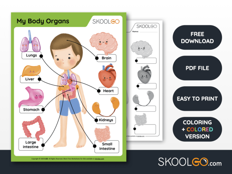 Free Worksheet for Kids - My Body Organs - SKOOLGO
