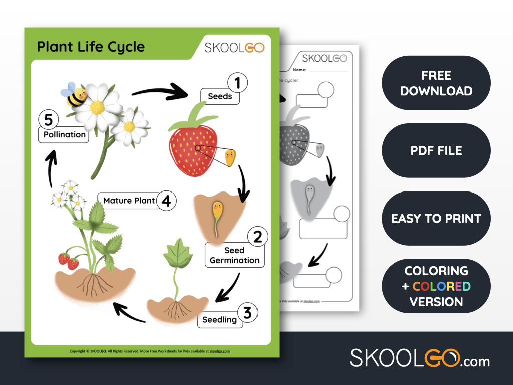Free Worksheet for Kids - Plant Life Cycle - SKOOLGO